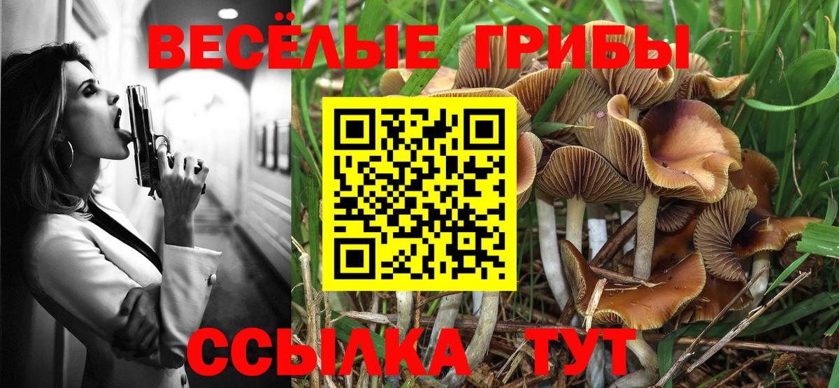 Тара  Псилоцибиновые грибы прущие грибы  Вход с VPN 